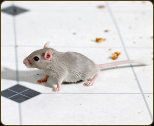 How to Get Rid of Mice For Effective Mice Pest Control