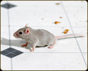 mice pest control