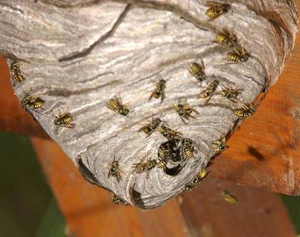 The Quick Wasp Nest in Loft Guide