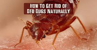 How to get rid of bed bugs